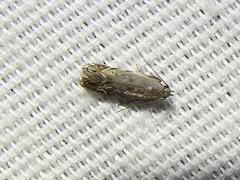 Battaristis concinnusella