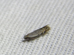 Battaristis concinnusella