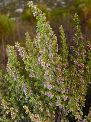 Erica hispidula hispidula
