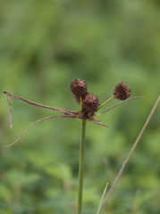 Cyperus echinatus