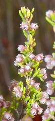 Erica hispidula hispidula