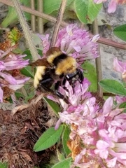 Bombus borealis