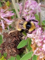 Bombus borealis