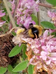 Bombus borealis