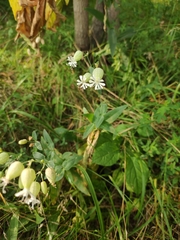 Silene vulgaris