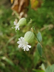Silene vulgaris