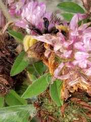 Bombus borealis