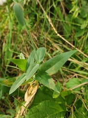 Silene vulgaris