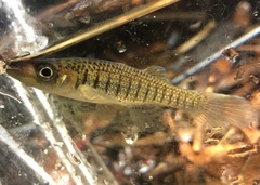 Fundulus lineolatus