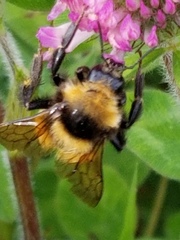 Bombus borealis