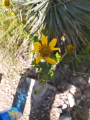 Verbesina rothrockii