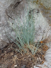 Juncus inflexus