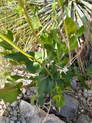 Verbesina rothrockii