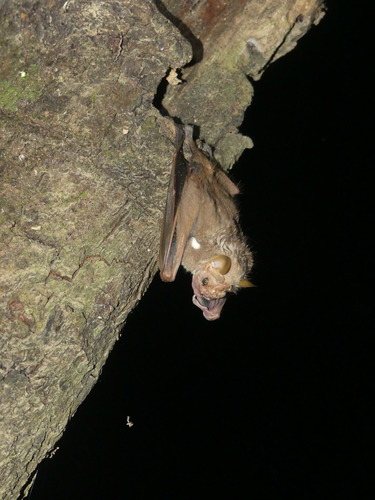 Wrinkle-faced Bat