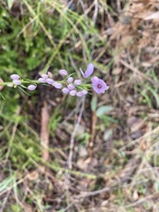 Tetratheca pilosa