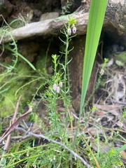 Tetratheca pilosa