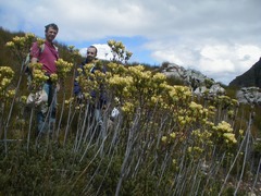 Leucadendron immoderatum