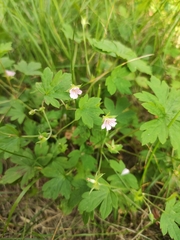 Geranium sibiricum