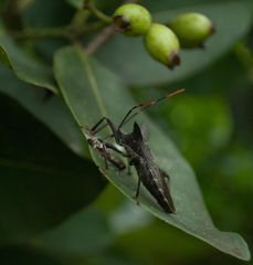 Elasmopoda