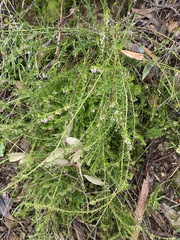 Tetratheca pilosa