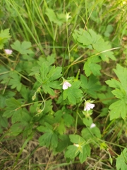 Geranium sibiricum