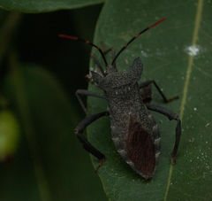 Elasmopoda
