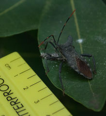Elasmopoda