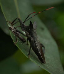 Elasmopoda