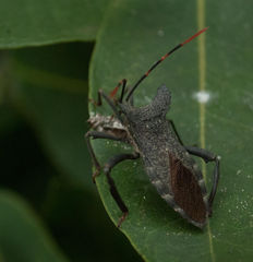 Elasmopoda