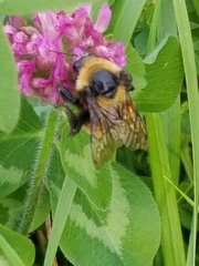 Bombus borealis