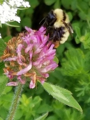 Bombus borealis