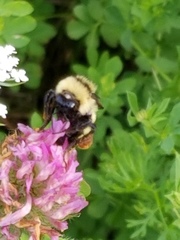 Bombus borealis