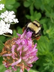 Bombus borealis