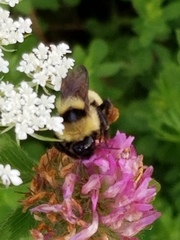 Bombus borealis