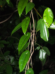 Dioscorea fordii
