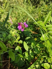 Vicia amoena