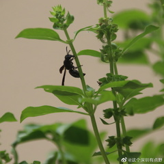 Anterhynchium flavomarginatum