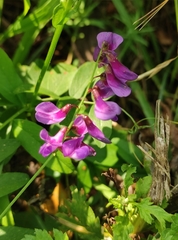 Vicia amoena