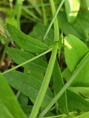 Vicia amoena