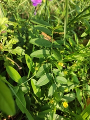 Vicia amoena