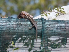 Trachylepis spilogaster