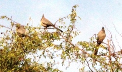 Corythaixoides concolor concolor