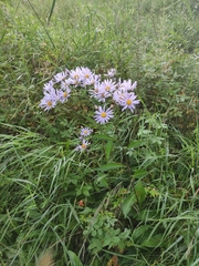 Aster tataricus