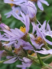 Aster tataricus