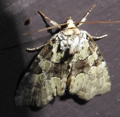 Leuconycta lepidula