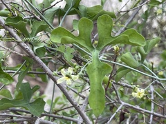 Ibervillea sonorae