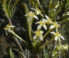 Struthiola eckloniana