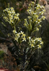 Struthiola eckloniana