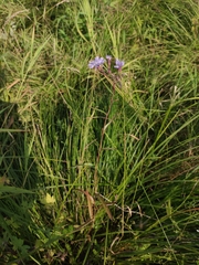 Lactuca sibirica