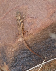 Pedioplanis lineoocellata